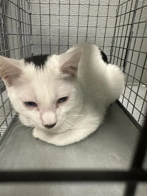 A baby small-sized male Domestic Short Hair cat named Joshy for adoption in Las Vegas, NV