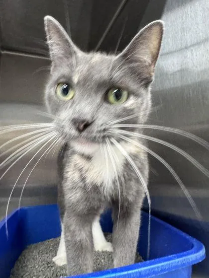 An adult small-sized female Domestic Short Hair cat named Pushkin for adoption in Shawano, WI