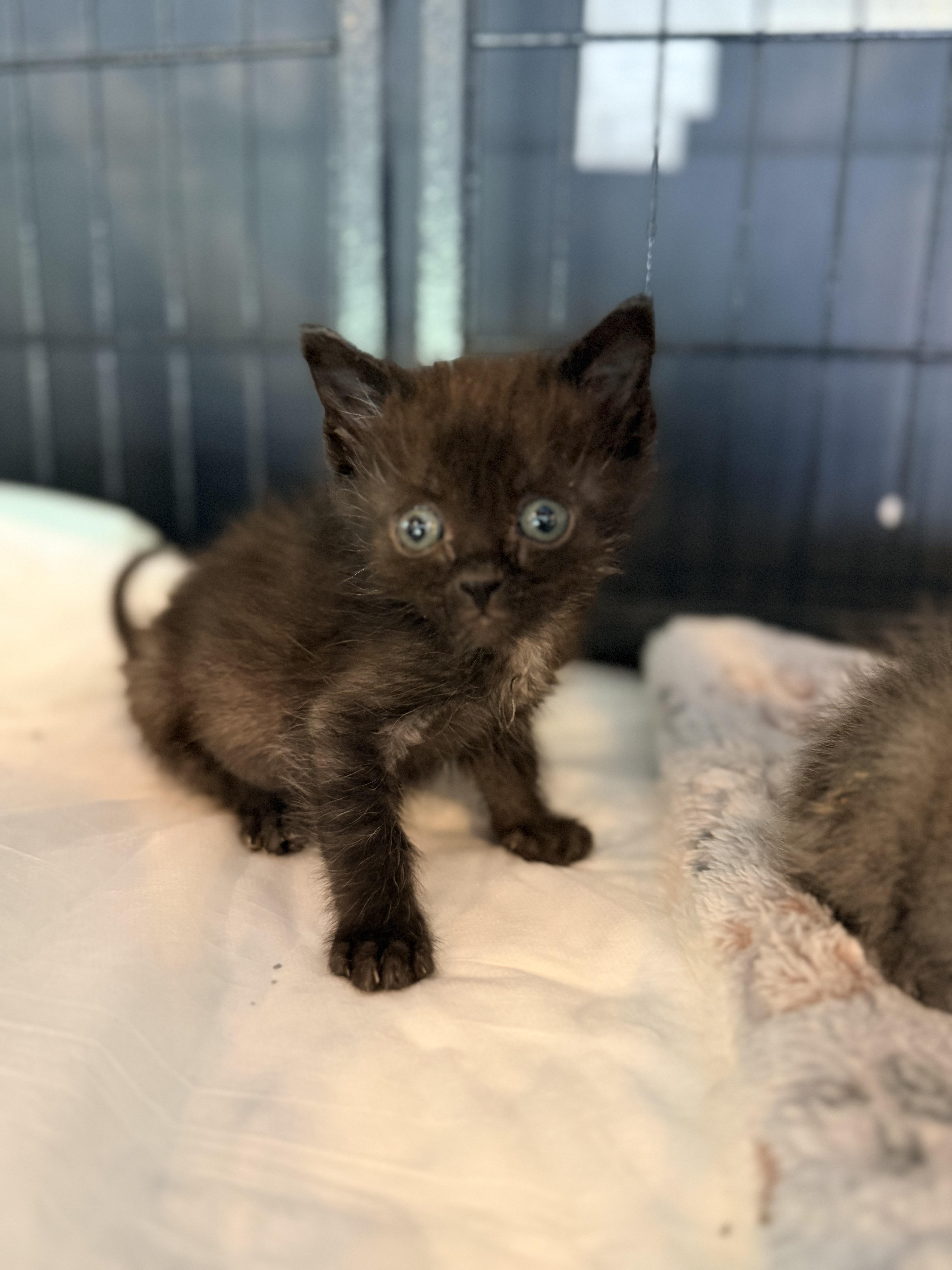 A baby medium-sized male Domestic Short Hair cat named Luigi for adoption in Crown Point, IN