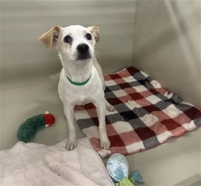 A young small-sized female Fox Terrier dog named Tweety for adoption in Phoenix, AZ