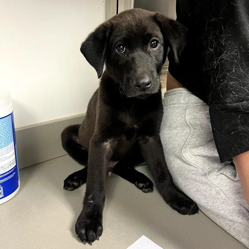 A baby small-sized male Black Labrador Retriever dog named Clinger for adoption in Cleveland, MS