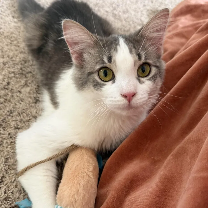 A young medium-sized female White Domestic Long Hair cat named Bells Singing for adoption in Eaton Rapids, MI