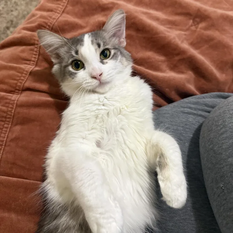 Bells Singing thumbnail 2