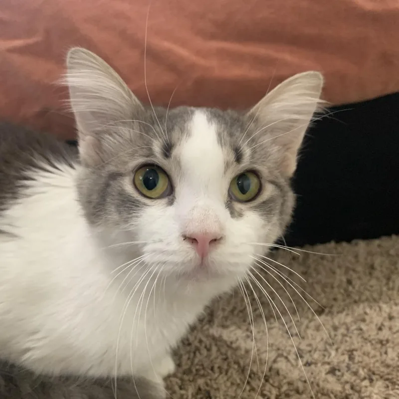 Bells Singing thumbnail 3