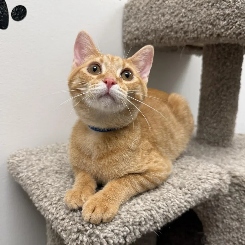 A baby small-sized male Orange / Red Domestic Short Hair cat named Ronen for adoption in Falls Church, VA