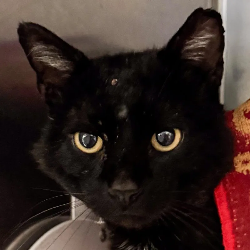 An adult large-sized male Black Domestic Short Hair cat named Stallone for adoption in Kennebunk, ME