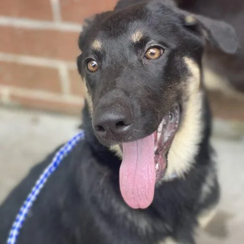 A baby small-sized female German Shepherd Dog dog named Rose for adoption in Raleigh, NC