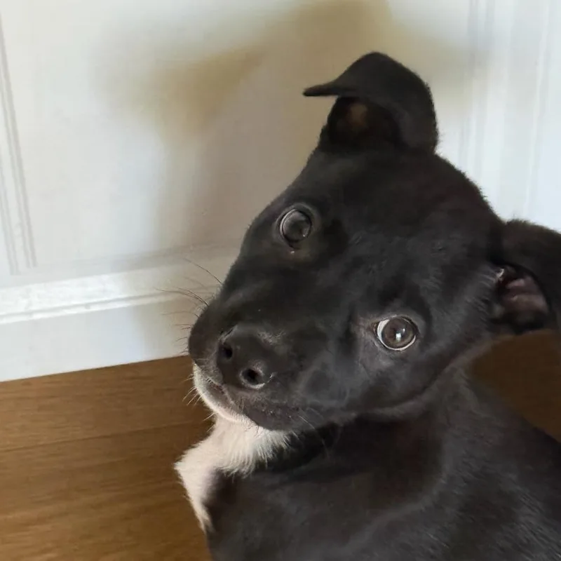 A baby medium-sized male Pit Bull Terrier dog named Stanley for adoption in Los Angeles, CA