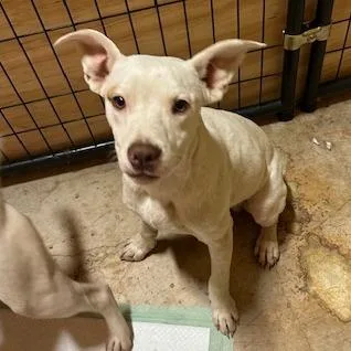 A young medium-sized male White / Cream Pit Bull Terrier dog named Louie for adoption in San Saba, TX