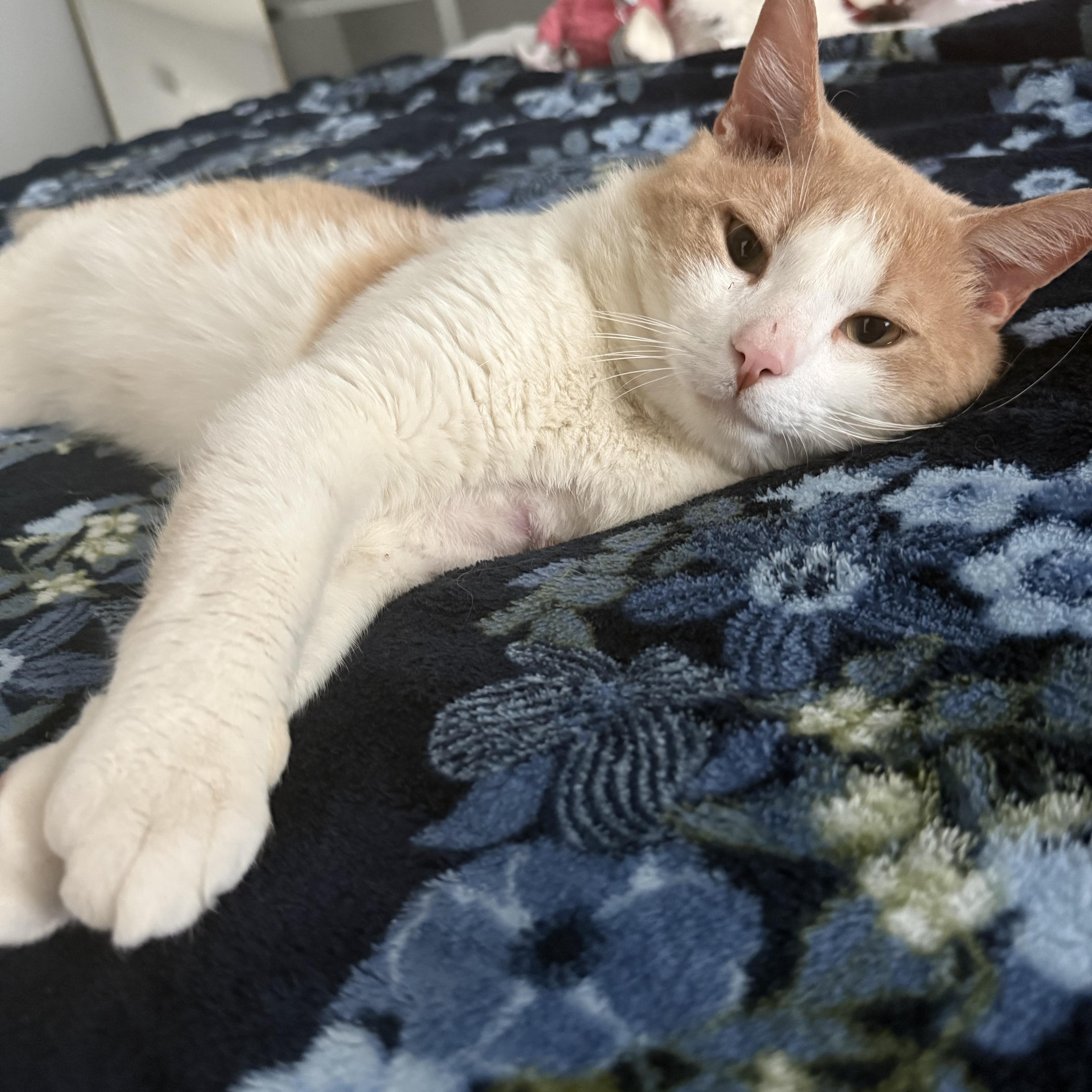 An adult medium-sized male Orange & White Domestic Short Hair cat named Pumpkin for adoption in Columbia, SC