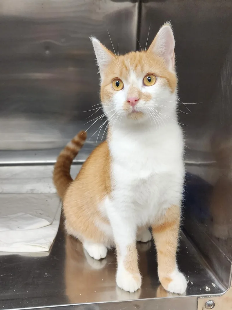A young medium-sized male Domestic Short Hair cat named Grover for adoption in Washingtonville, NY