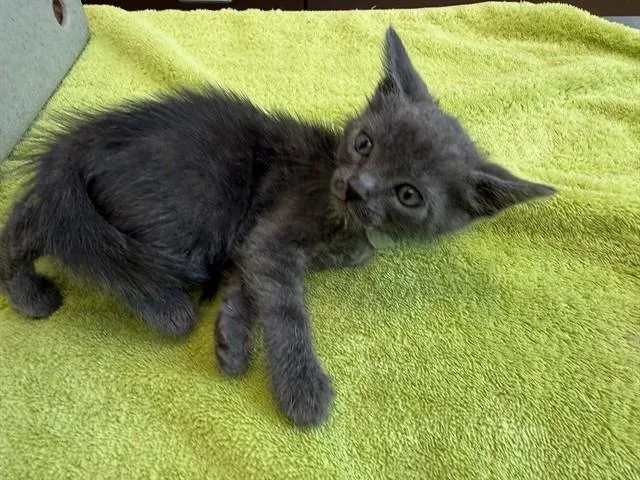 A baby small-sized male Domestic Short Hair cat named Alastair for adoption in Lancaster, CA