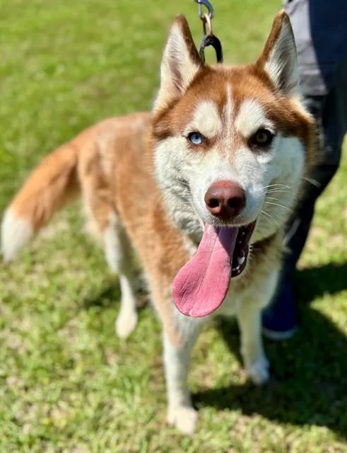 A young large-sized female Siberian Husky dog named Kumiko for adoption in York, SC
