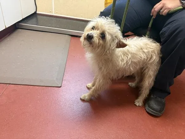 An adult small-sized male Terrier dog named William for adoption in Salisbury, MD