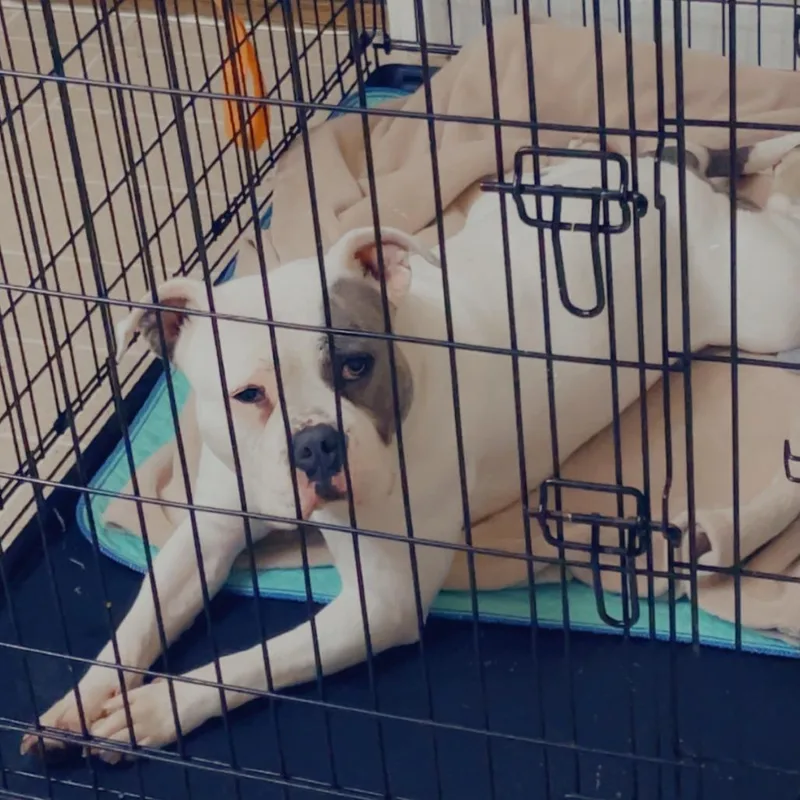 An adult extra large-sized female Brown / Chocolate Pit Bull Terrier dog named Sadie for adoption in Beaumont, TX