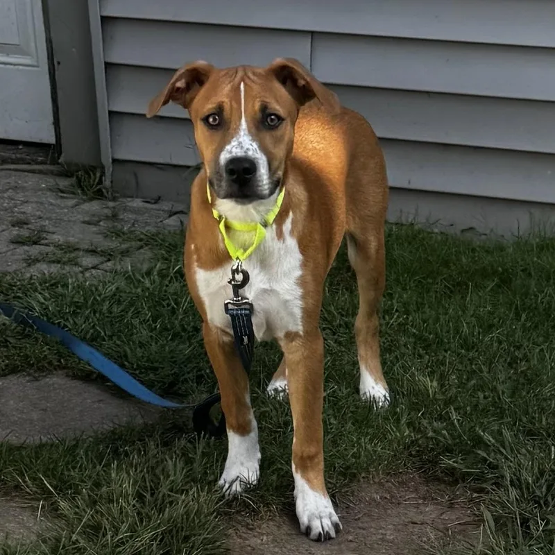 A baby medium-sized male Pit Bull Terrier dog named Jim for adoption in Pembroke, MA