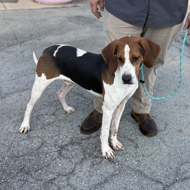 A young medium-sized male Tricolor (Brown, Black, & White) Treeing Walker Coonhound dog named Apollo for adoption in Bardstown, KY