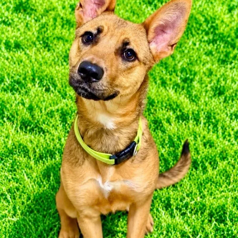 A young medium-sized male Shepherd dog named Georgie for adoption in Battle Creek, MI