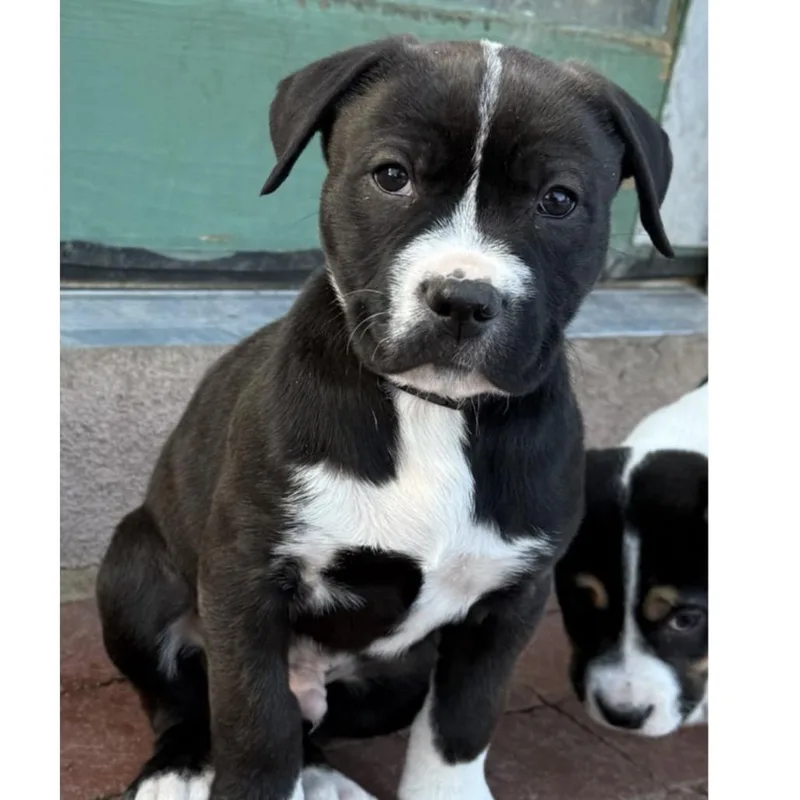 A young medium-sized male Pit Bull Terrier dog named Jojo for adoption in Parker, CO