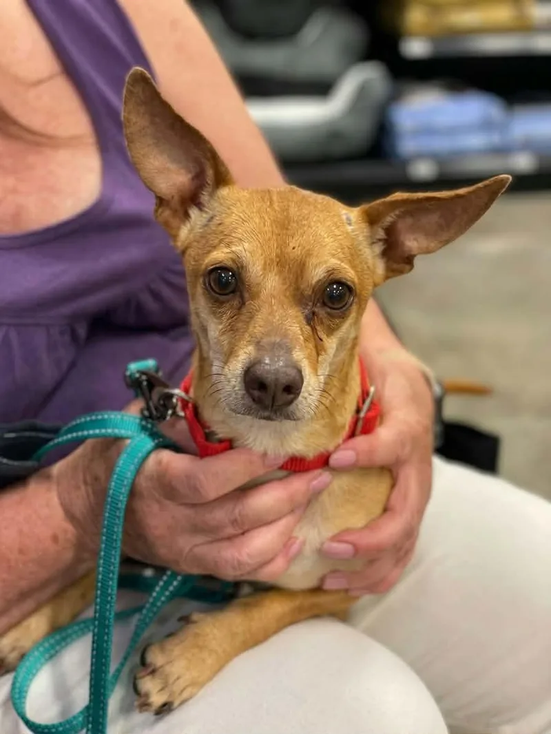 An adult small-sized male Chihuahua dog named Marty for adoption in Anza, CA