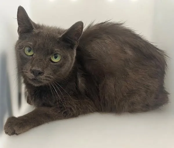An adult medium-sized female Domestic Short Hair cat named Twizzler for adoption in Staten Island, NY