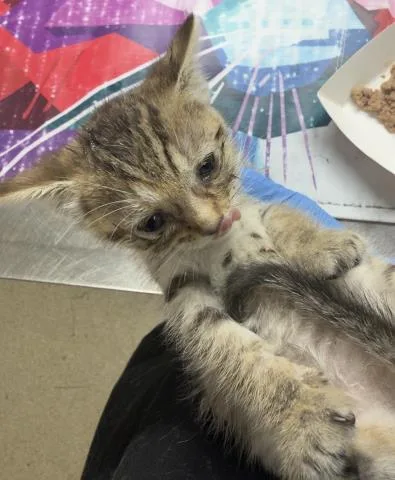 A baby small-sized female Domestic Short Hair cat named Ladybug for adoption in Riverside, CA