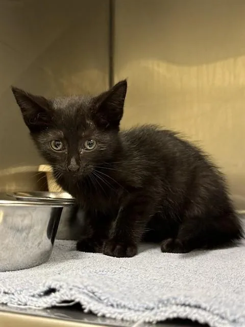 A young small-sized female Domestic Short Hair cat named Elvira for adoption in Lees Summit, MO