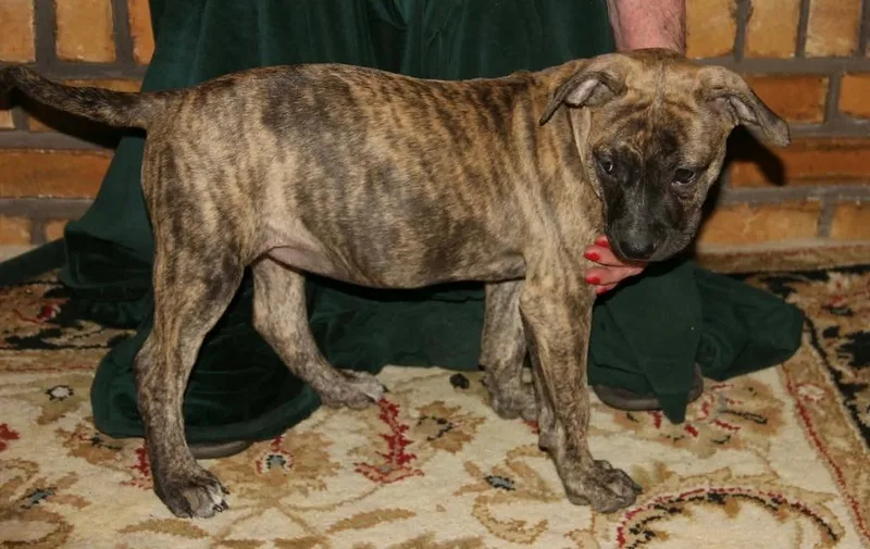 A baby medium-sized female Brindle Pit Bull Terrier dog named Tiger Lily for adoption in Shawnee, OK