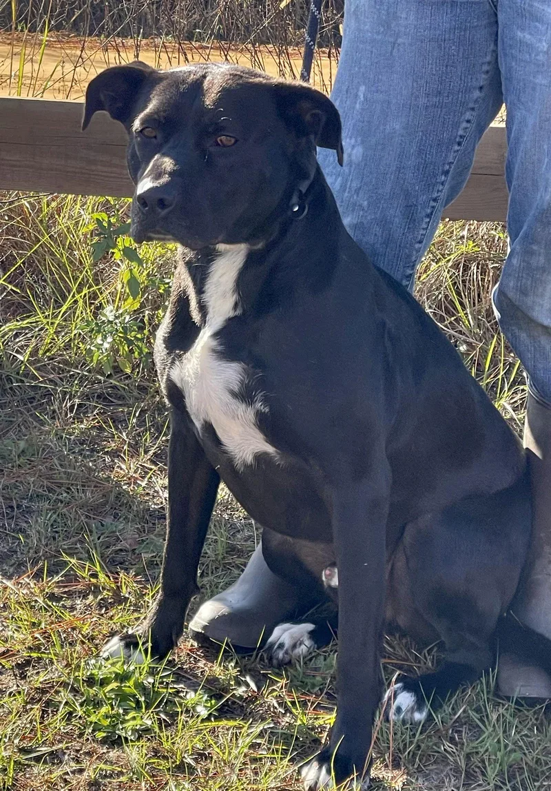 An adult large-sized male Labrador Retriever dog named Apollo for adoption in Tarrytown, GA