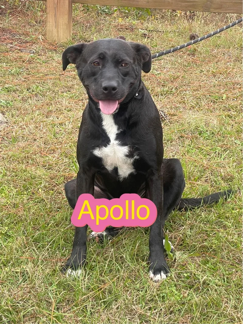 Apollo thumbnail 3