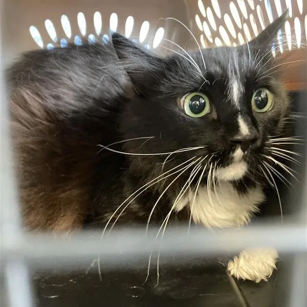 An adult extra large-sized male Black Domestic Short Hair cat named Chunky for adoption in Hawthorne, CA