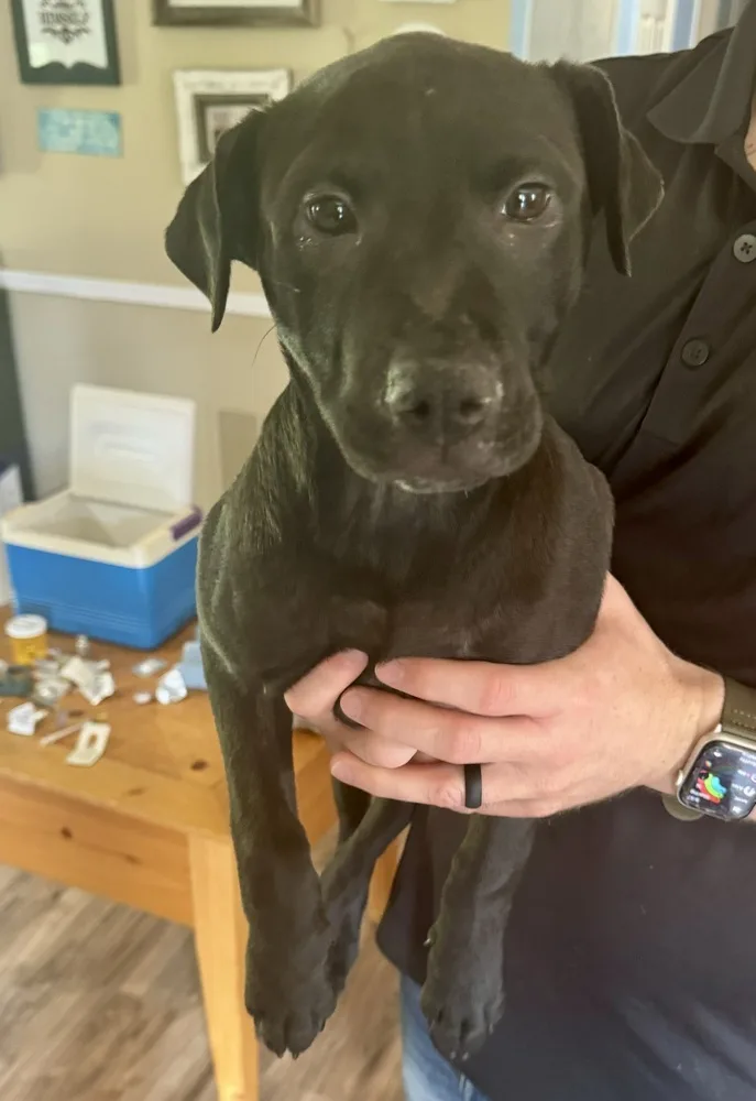 A young medium-sized male Black Labrador Retriever dog named Panther for adoption in Pontotoc, MS