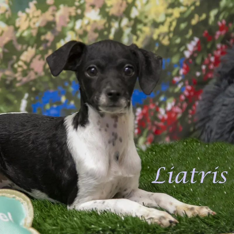 Liatris D