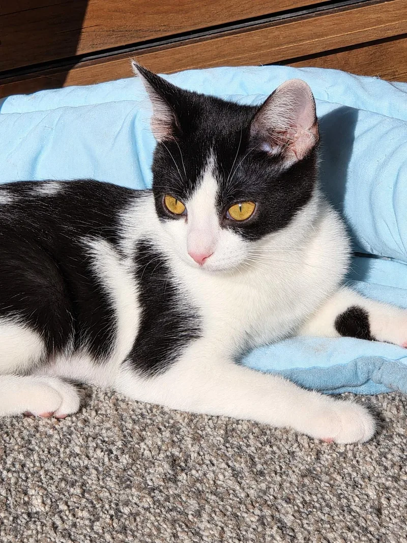 A baby medium-sized female Domestic Medium Hair cat named Dakota for adoption in Battle Creek, MI