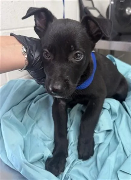 A baby small-sized male Pit Bull Terrier dog named Jose for adoption in San Bernardino, CA