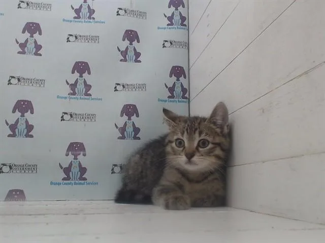 A baby small-sized male Domestic Short Hair cat named Ruckus for adoption in Orlando, FL