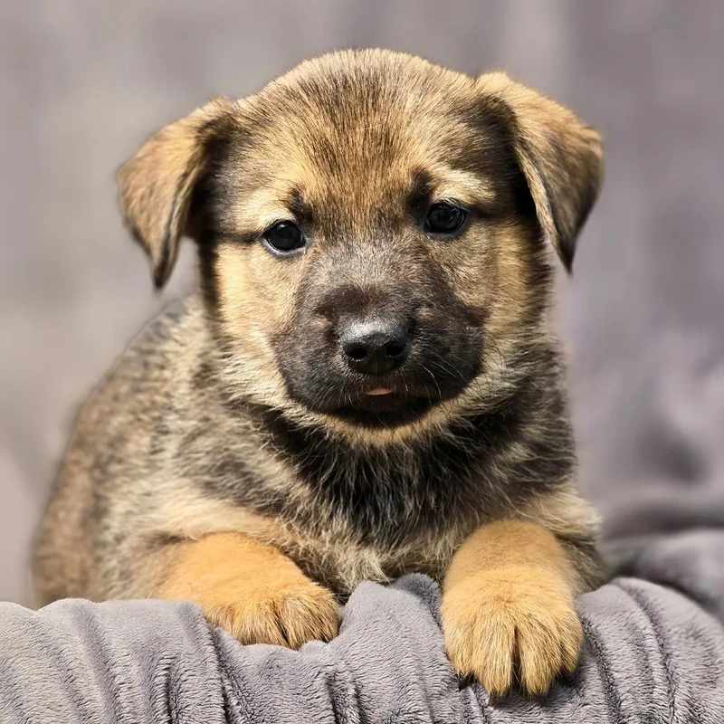 A baby large-sized male Shepherd dog named Chicago Pup  Ramblers for adoption in San Diego, CA