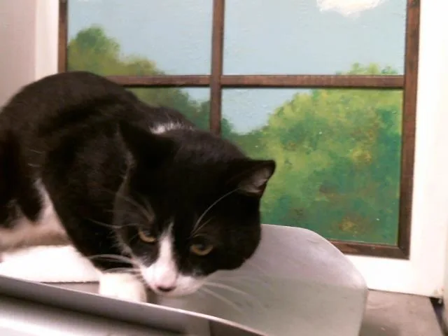 An adult large-sized male Domestic Short Hair cat named Benny for adoption in Houston, TX