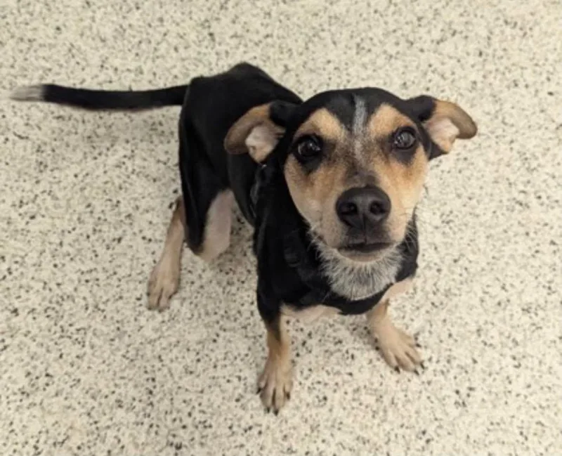 An adult small-sized male Terrier dog named Biscuit for adoption in Uxbridge, MA