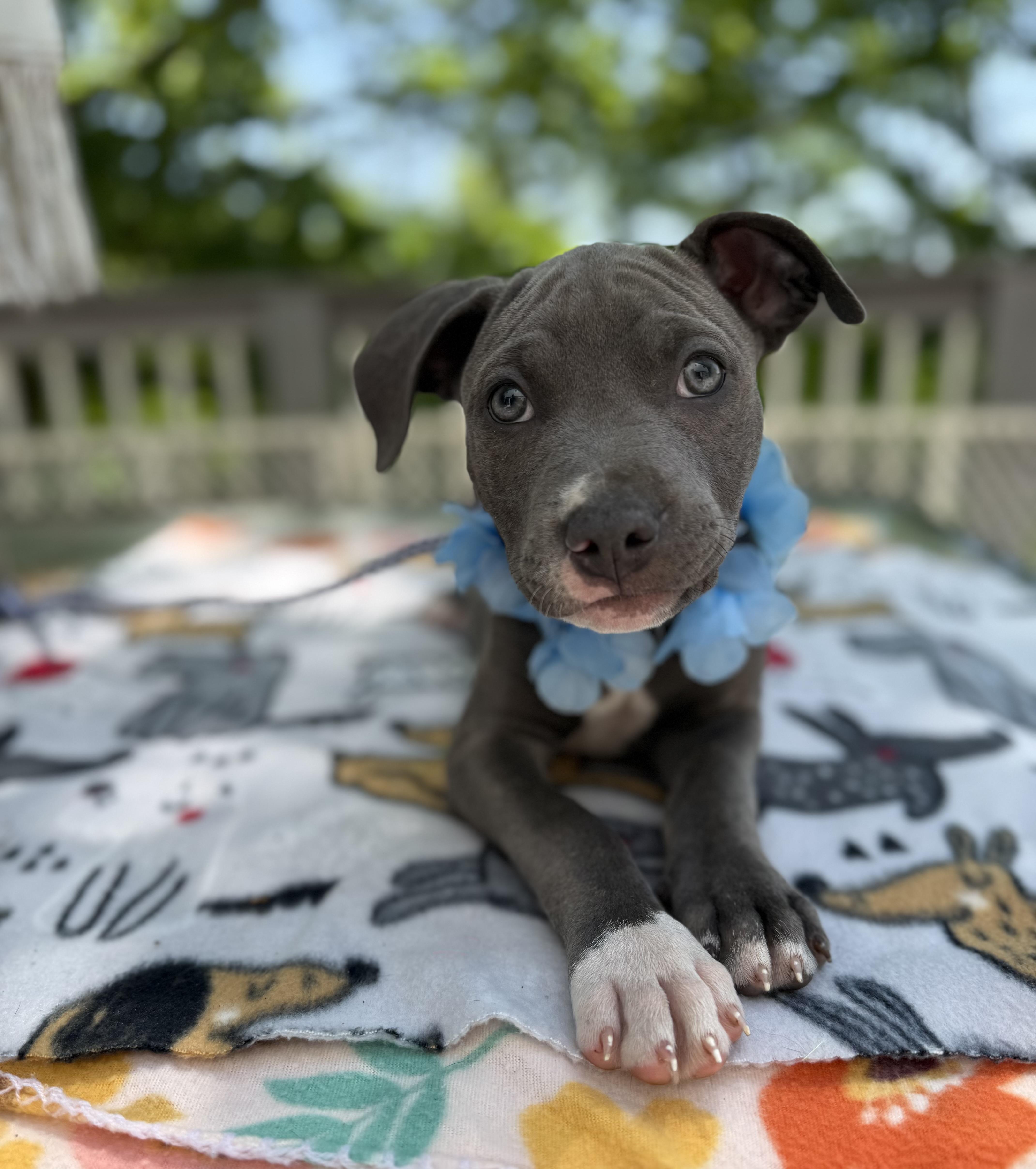 A baby medium-sized male Brindle Boxer dog named Captain Aka Frankie for adoption in White Lake, MI