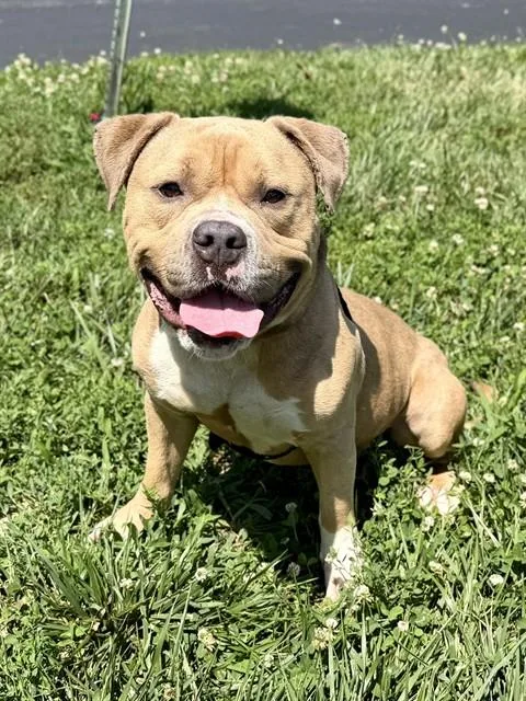 An adult large-sized male Staffordshire Bull Terrier dog named Marco for adoption in Olivette, MO