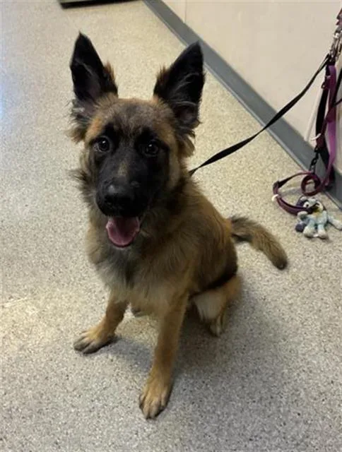 Nova