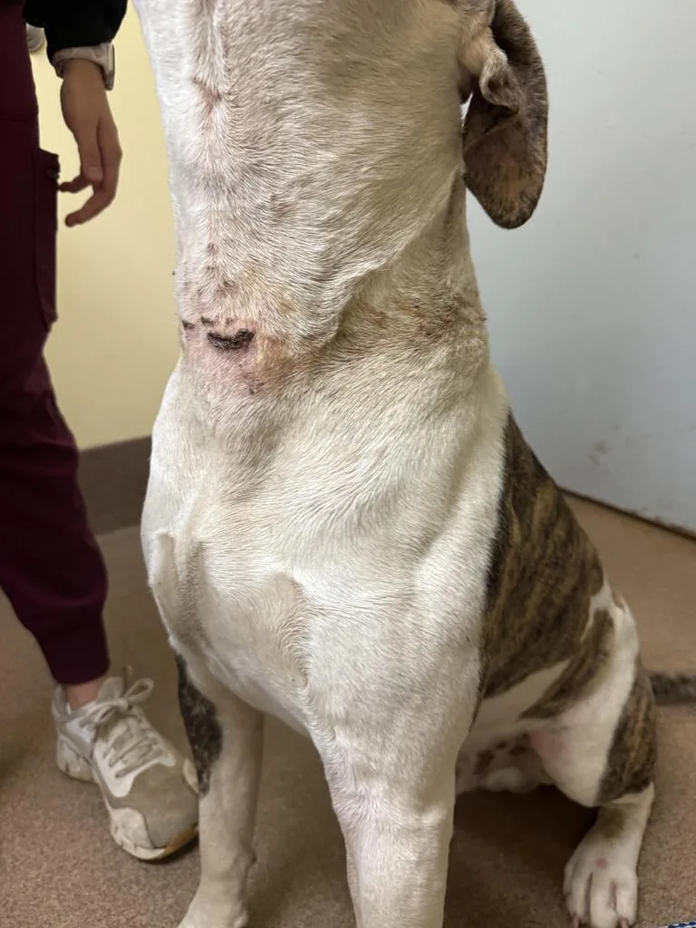 An adult medium-sized male Mixed Breed dog named Meatball for adoption in Florence, SC
