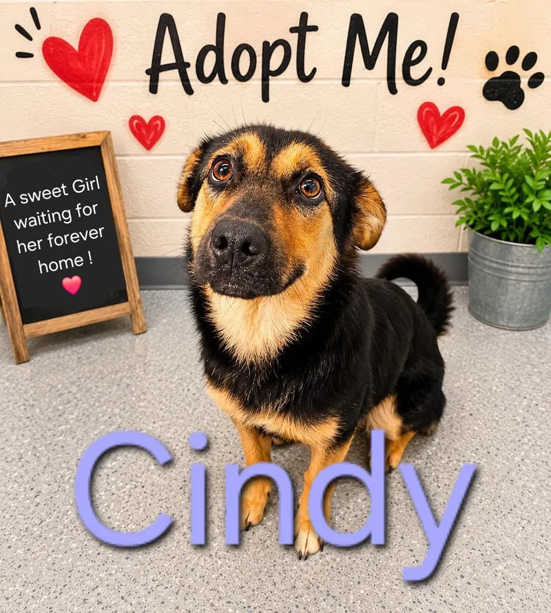 A young medium-sized female Affenpinscher dog named Cindy for adoption in Livingston, LA