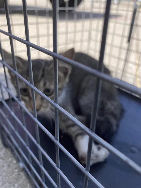 A baby large-sized female Domestic Short Hair cat named Bob for adoption in Dallas, TX
