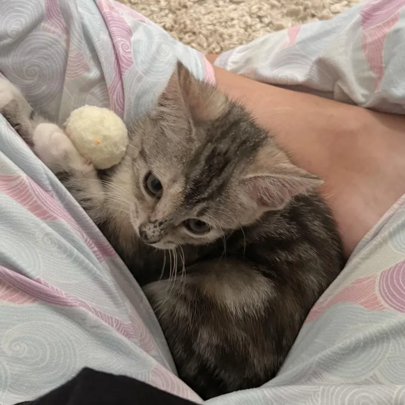 A baby small-sized female Domestic Short Hair cat named Helen for adoption in Cumming, GA