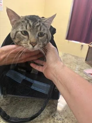 An adult medium-sized male Domestic Short Hair cat named Screech for adoption in Independence, MO