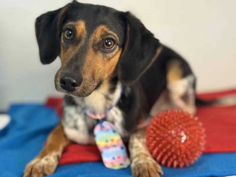 A young small-sized male Tricolor (Brown, Black, & White) Dachshund dog named Skipjack for adoption in Meherrin, VA