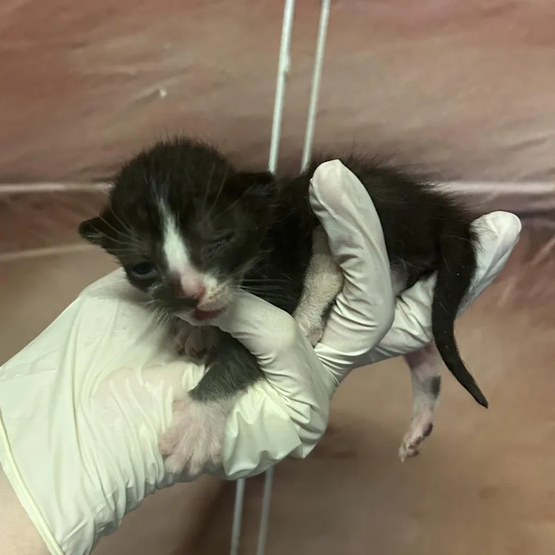 IVHSStray thumbnail 2