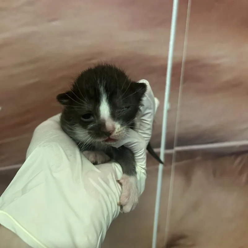 IVHSStray thumbnail 3